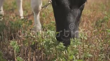 一头年轻的黑白母牛正在村子里吃草。
